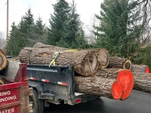 Logging and land clearing by Lou's Cutting Edge Tree Service LLC