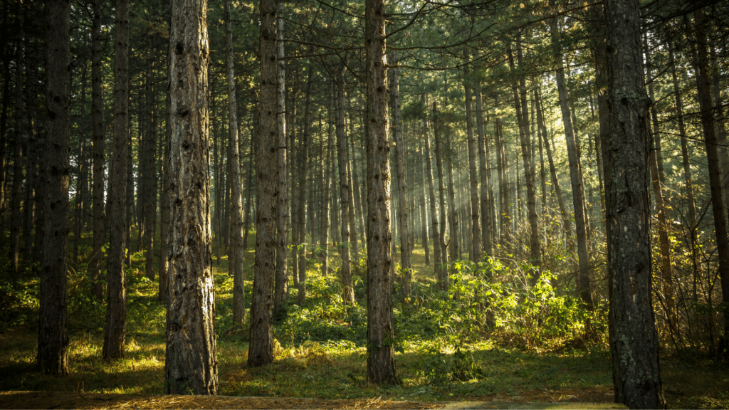A pine forest with ideal trees for logging