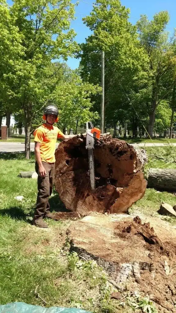 Emergency Tree Services in Lancing, MI