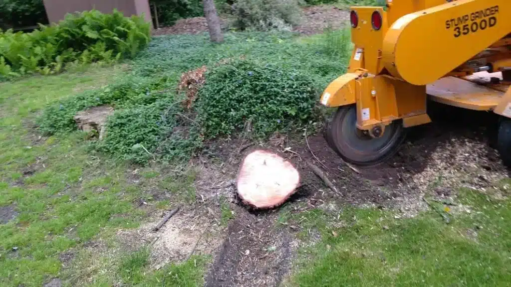A dangerous stump about to be grinded away