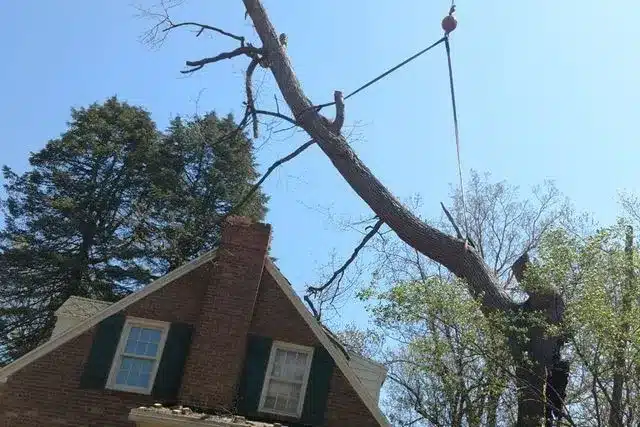 Crane Assisted Tree Removal by Lou's Cutting Edge Tree Service LLC