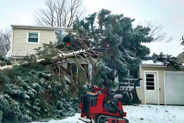 Lous Step 1 Tree Service