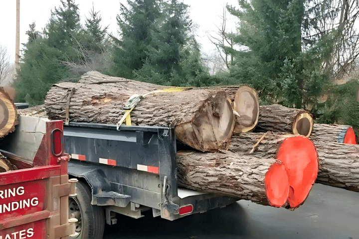 Lous Step 4 Tree Service