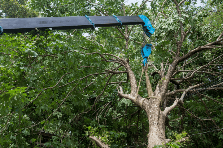 Emergency Tree Removal Services Lous Cutting Edge Tree Service MI