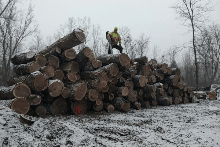 Timber Buying Lous Cutting Edge Tree Service MI