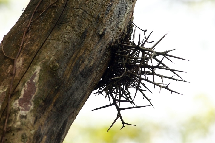 Inspection and Estimate for Invasive Species Removal in Michigan - Black Locust - Lous Cutting Edge Tree Service