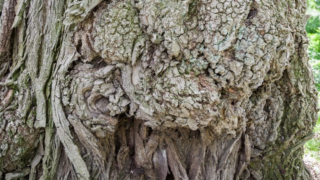 Professional Invasive Species Removal in Michigan - Black Locust Bark - Lous Cutting Edge Tree Service